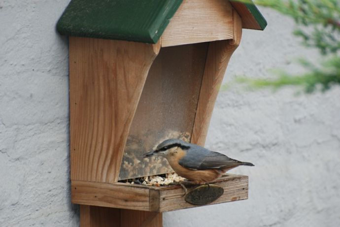 The nuthatch bird feeder