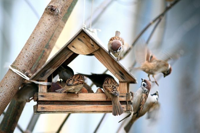 Food protection bird seed bird feeder