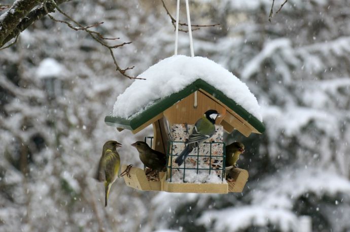 Protection and forage in the winter bird feeder