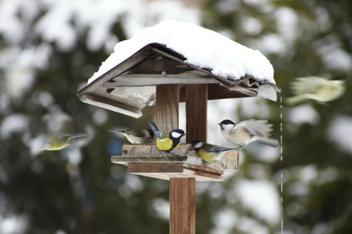 Bird feeding in the winter bird feeder