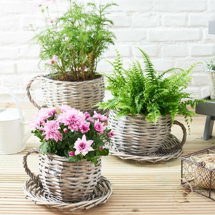 Wicker basket teacup flower planter