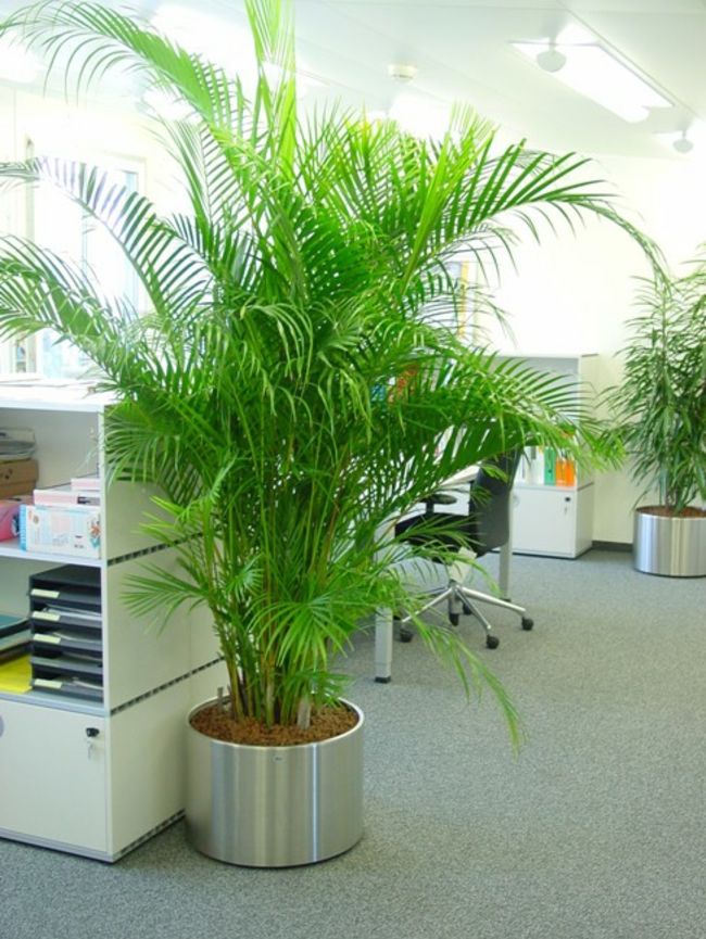 Areca Palme-Zimmerpflanzen
