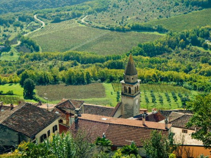 Bildschönes Kroatien zählt zu den ältesten Weinherstellern-Weinreben Weingut Weinanbaugebiet Weinherstellung