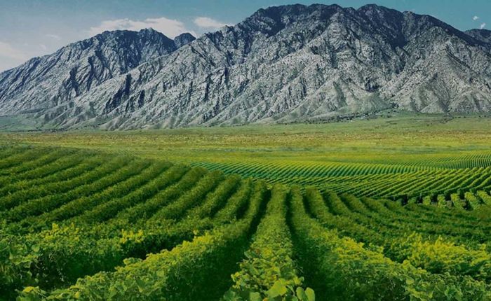 Bis zum Jahr 2020 sollen sich die Weinbauflächen im Nordwesten Chinas ansehnlich vergrößern-Weinreben Weingut Weinanbaugebiet Weinherstellung