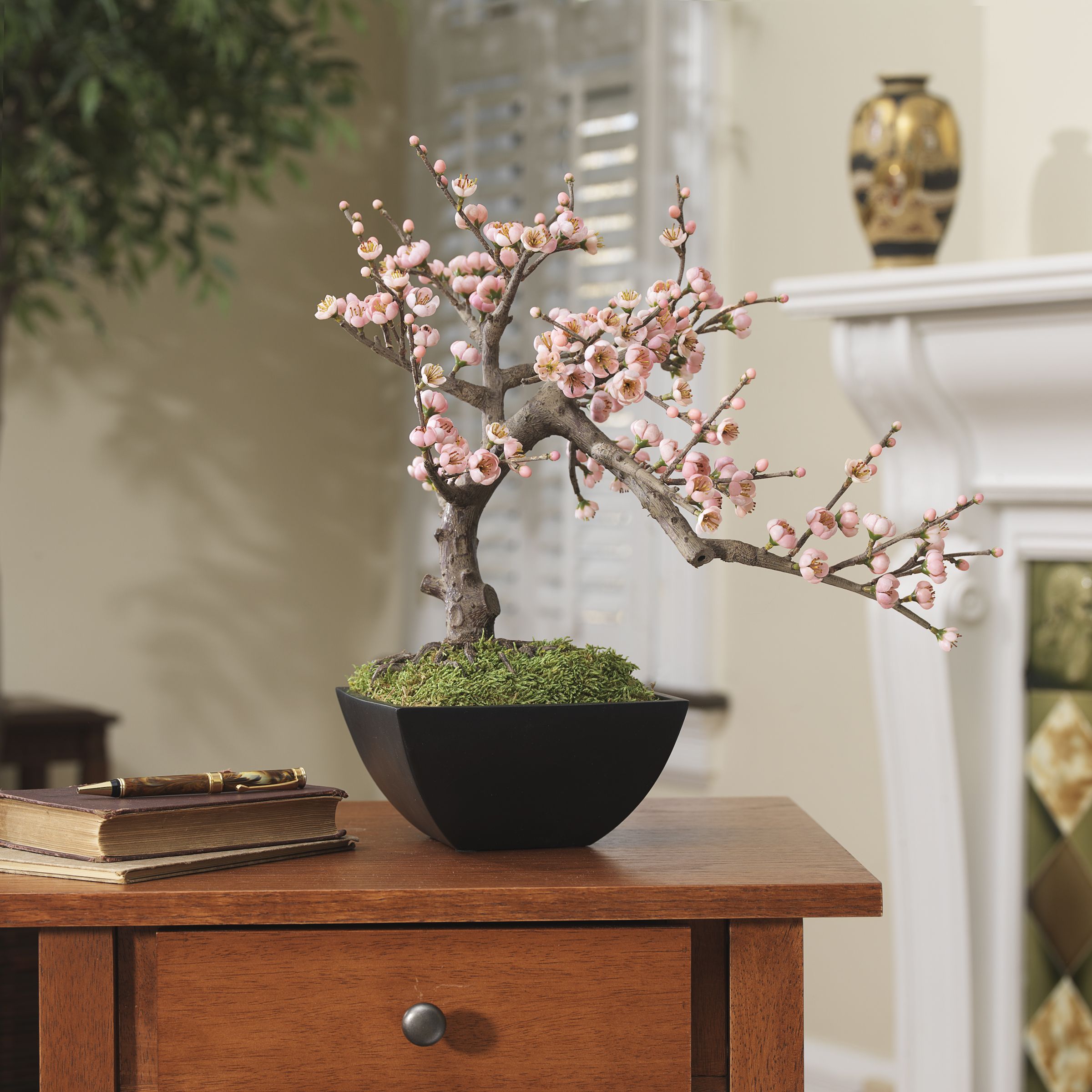 Flourishing Springtime: Witness The Elegance Of A Real Cherry Blossom Bonsai