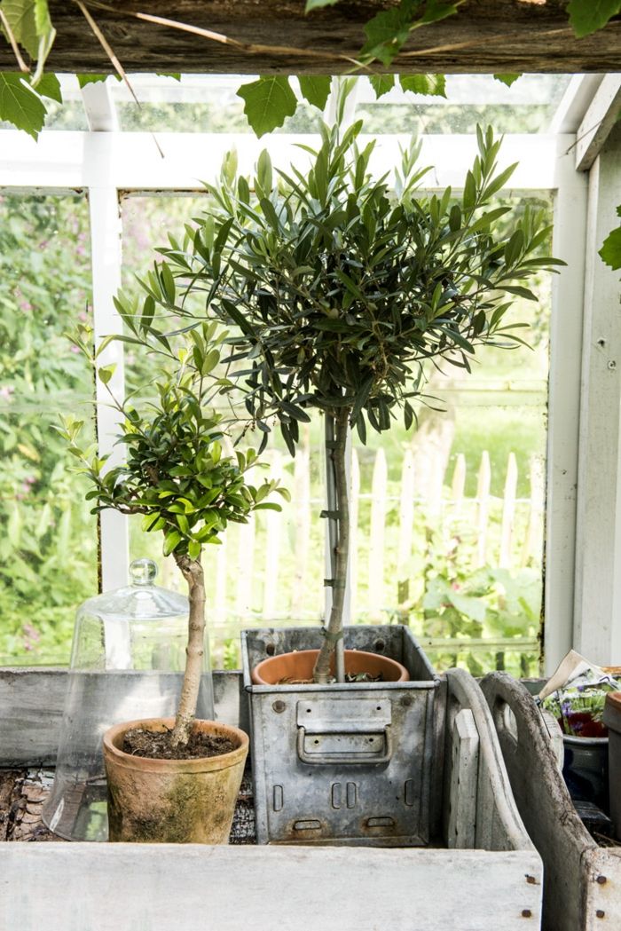 Trees in large pots overwinter in the greenhouse