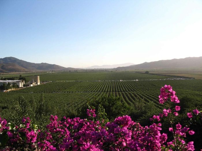 Das Guadalupe Valley ist ein populäres Reiseziel in Mexiko-Weinreisen Weingut Weinanbaugebiet Weinherstellung weltweit Mexiko