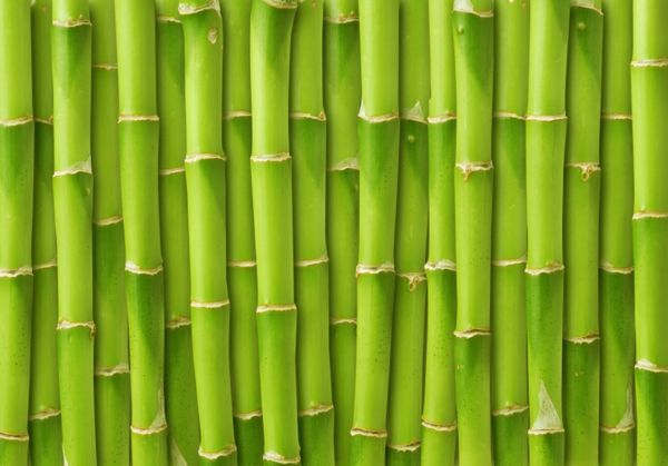 The fast growing bamboo is a sustainable raw material with many areas of application