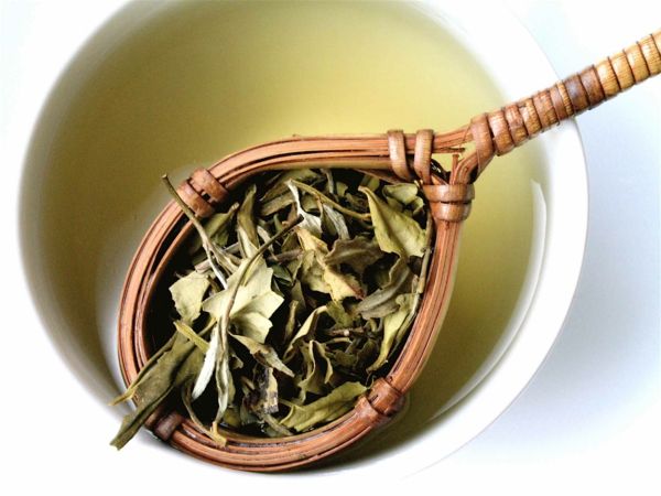 Der weiße Tee wird mit frischen und unverarbeiteten Blättern zubereitet-Weißer Tee Wirkung heilsame Teesorten Antioxidantien
