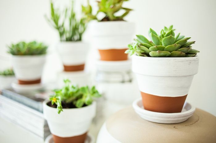 A coat of white paint creates a pleasant contrasting plant pot flower pot DIY ceramic garden succulent indoor plants