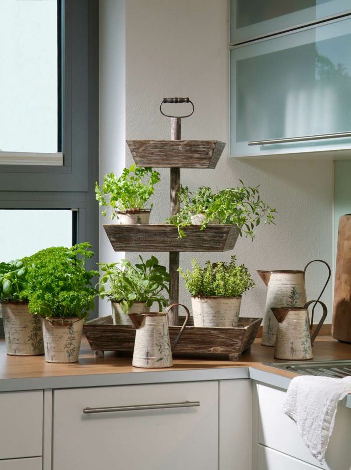 Growing herbs in the kitchen - potted plants