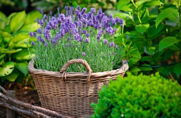 Gartengestaltung im Innenhof - Trendomat.com