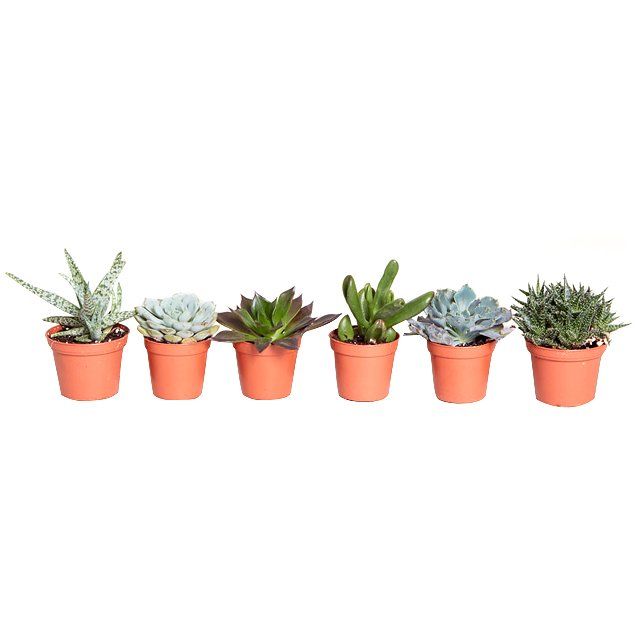Cute succulents for sleeping or living room - easy-care houseplants