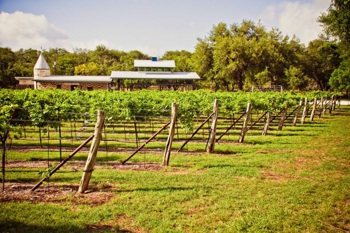 Trockenes Klima und Rotweinherstellung im heißen Texas-Weinreben Weinreisen Weinanbaugebiet Weinherstellung