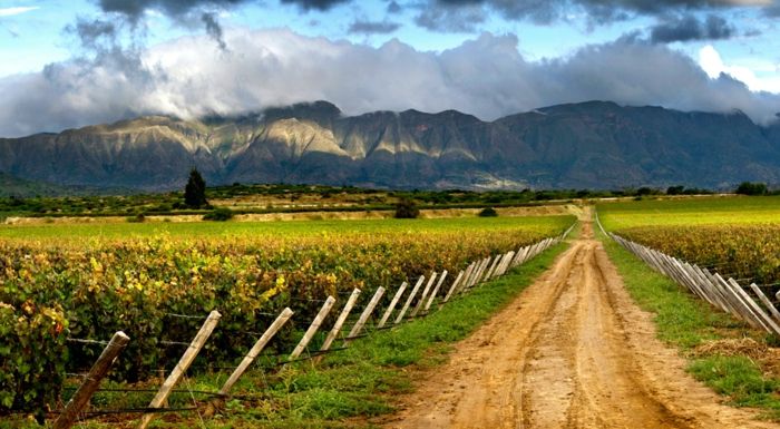Viticulture in the most beautiful parts of Bolivia-grapevines winery wine-growing region wine production