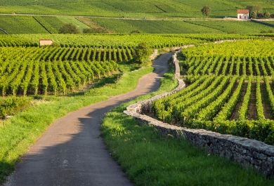 Wo guter Wein angebaut wird?