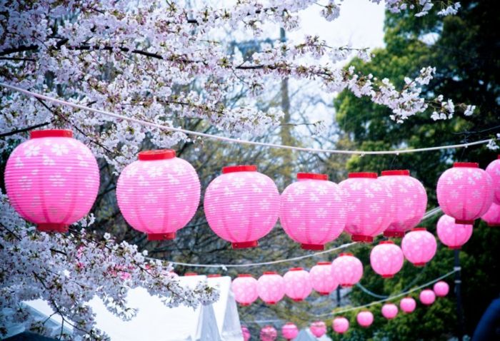 Beautiful effect with lanterns in pink and spring blossom decoration with paper lanterns