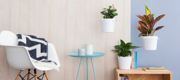 Indoor plants in the modern house-potted plants