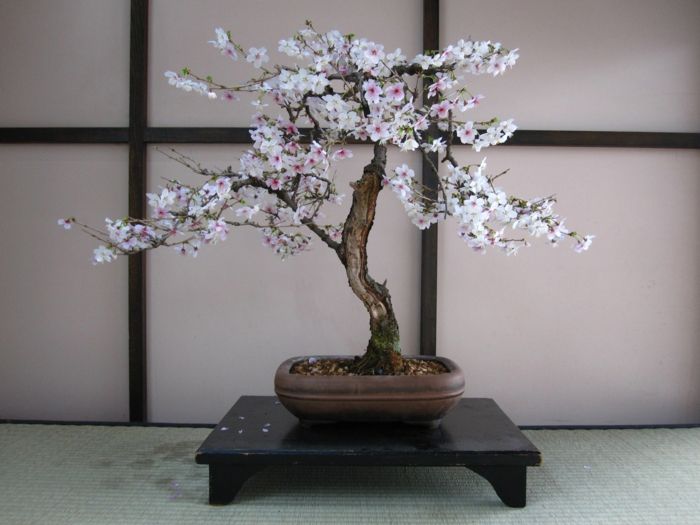blooming cherry tree bonsai
