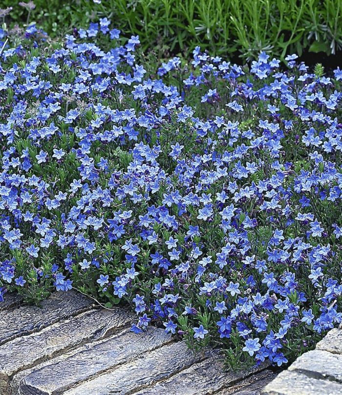 Bed border with bluebell