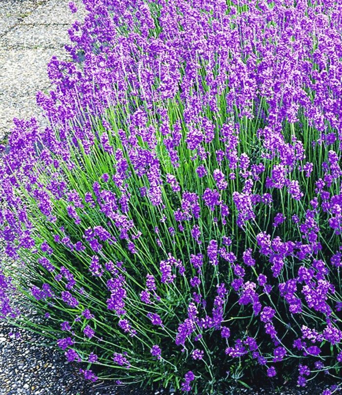 Flower bed border with lavender