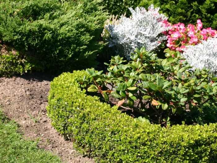 Bed border with the boxwood