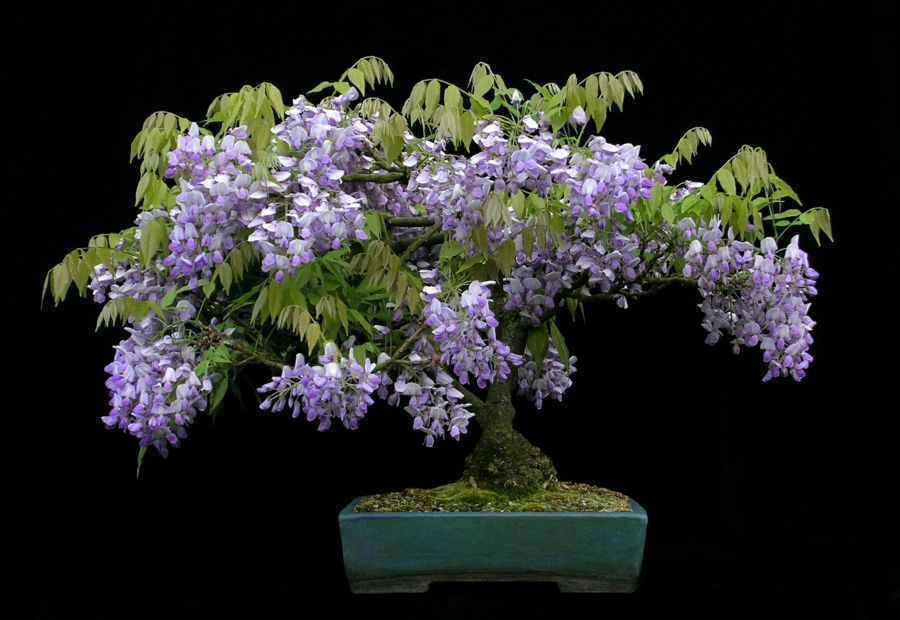 Blauregen als Bonsai-Deko Blüten