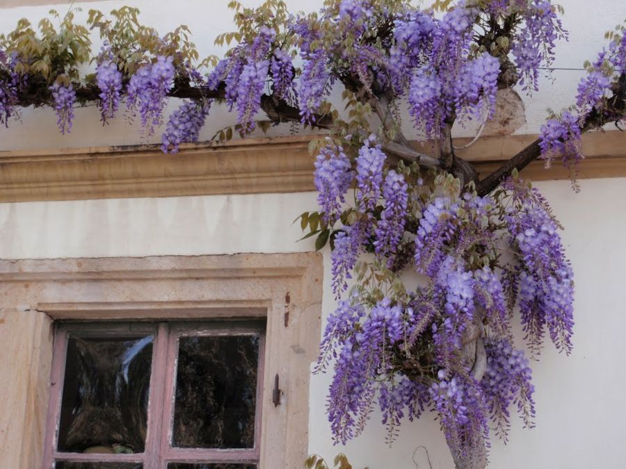 Wisteria at the window enjoy - decorative blossoms