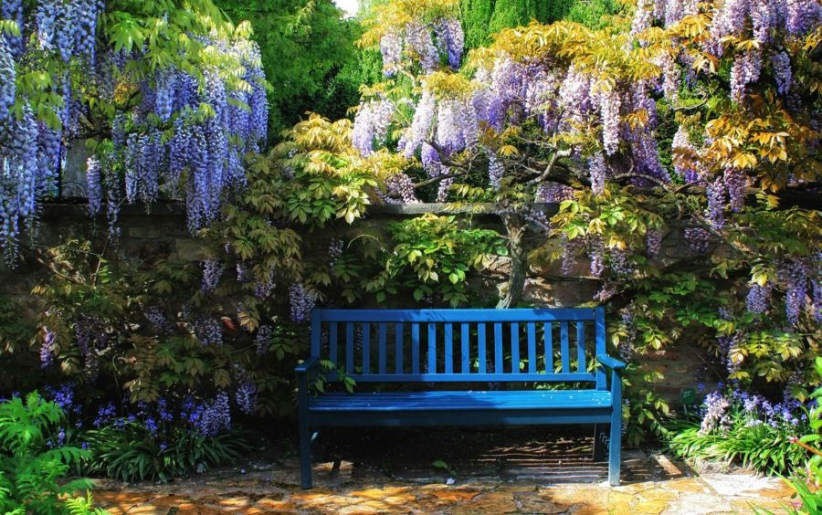 Blauregen im Duftgarten-Deko Blüten