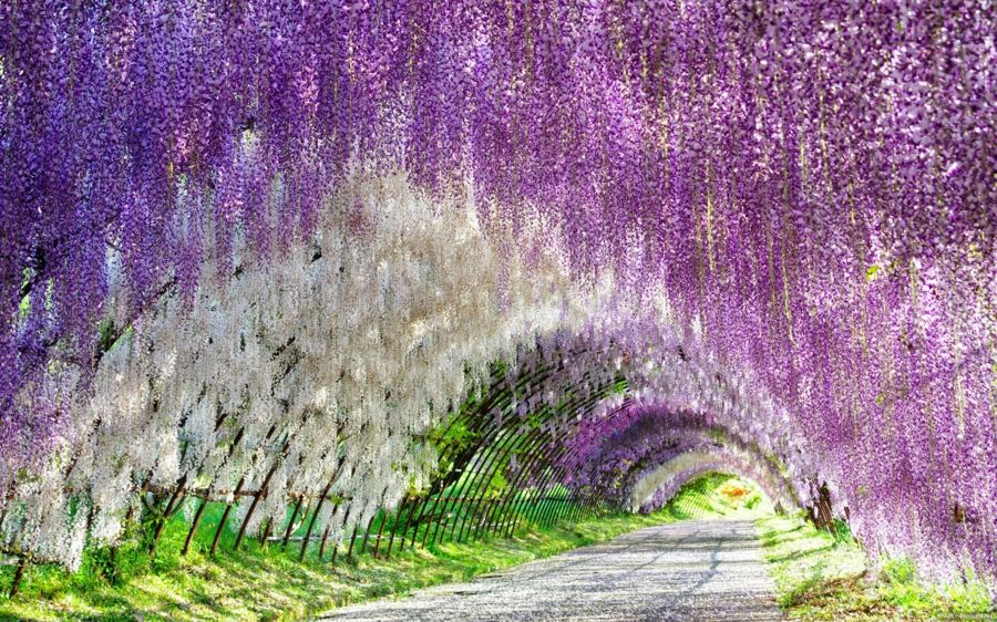 Wisteria - like flowers in a fairy tale decoration