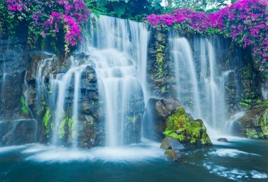 Ein Wasserfall von Blüten