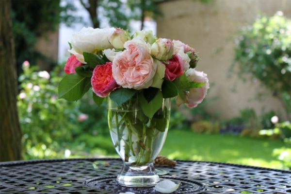 Englische Rosen sind exzellent für kleine Vasen geeignet