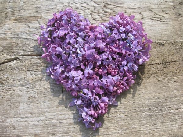 Lilac is the heart of spring