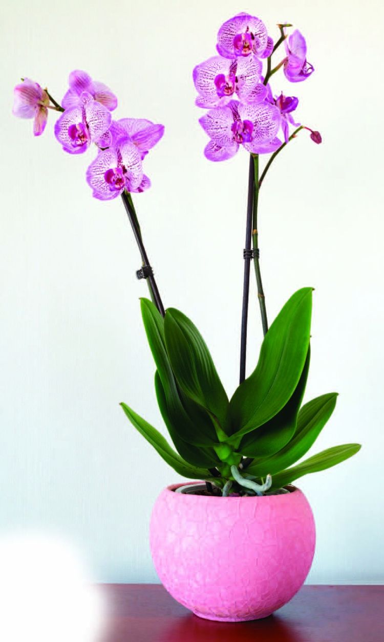 Hauspflanze Orchidee