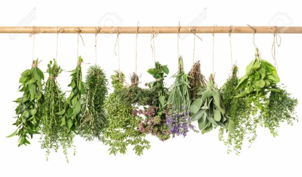 Let-dry-herbs-for-the-winter