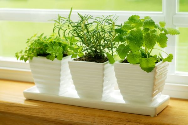 Herbs-thrive-in-winter-on-the-windowsill