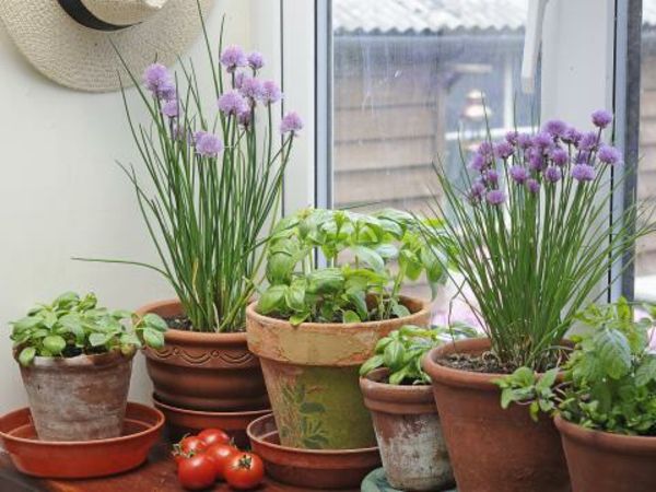 Decorating the kitchen with herbs in classic clay pots on the windowsill