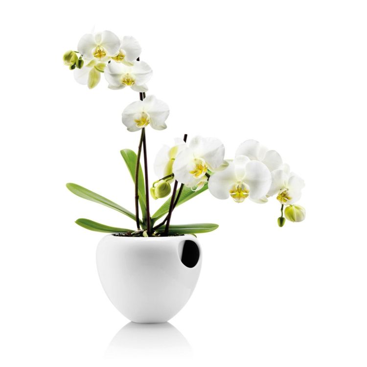 Orchid white yellow phalaenopsis