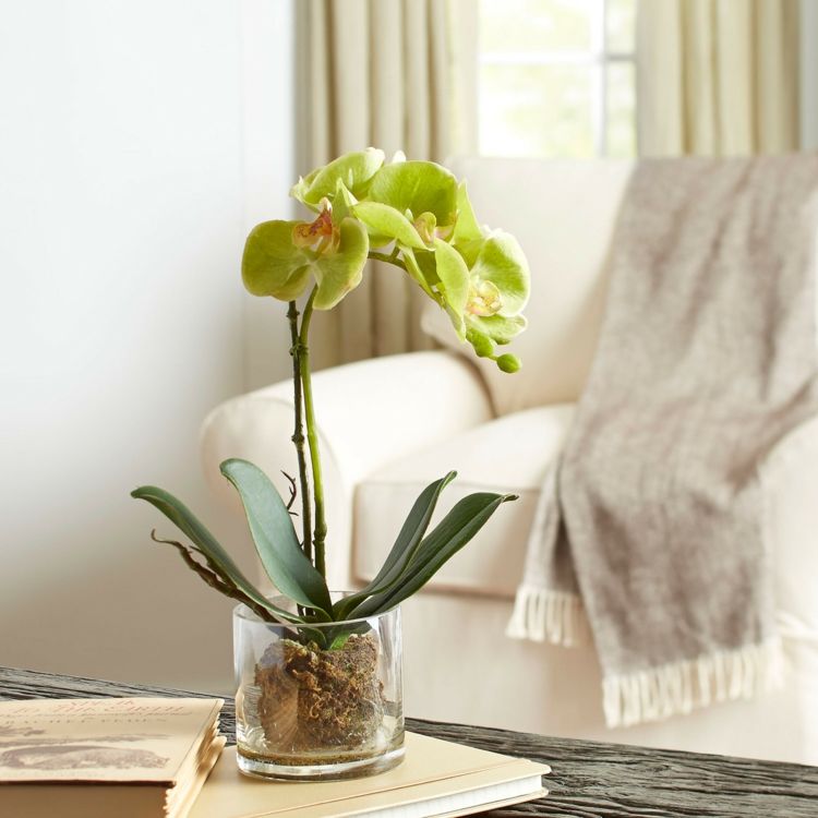 Care tips watering orchids