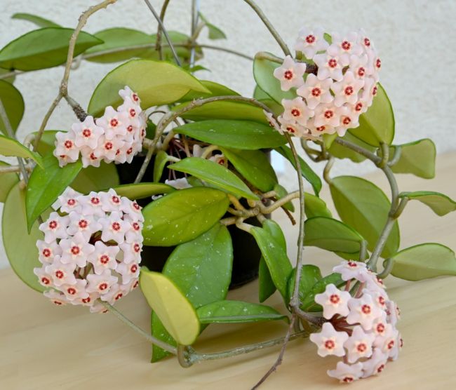 Beautiful houseplants with a sweet scent