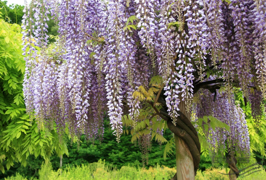 Wisteria sinensis - Chinese wisteria decoration flowers