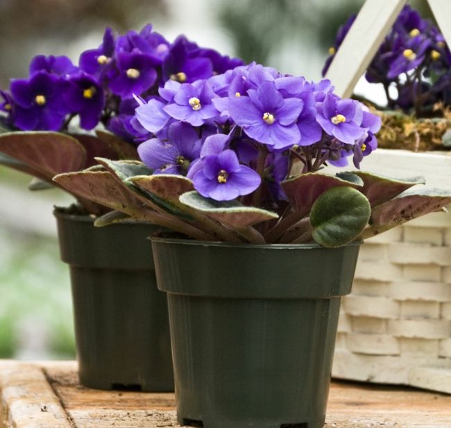 House plant purple calm atmosphere