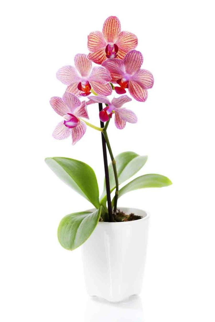 Zimmerpflanzen Orchideenpflege