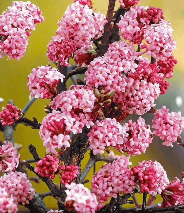 With the winter scented viburnum you have the same scent and color in late autumn as in spring