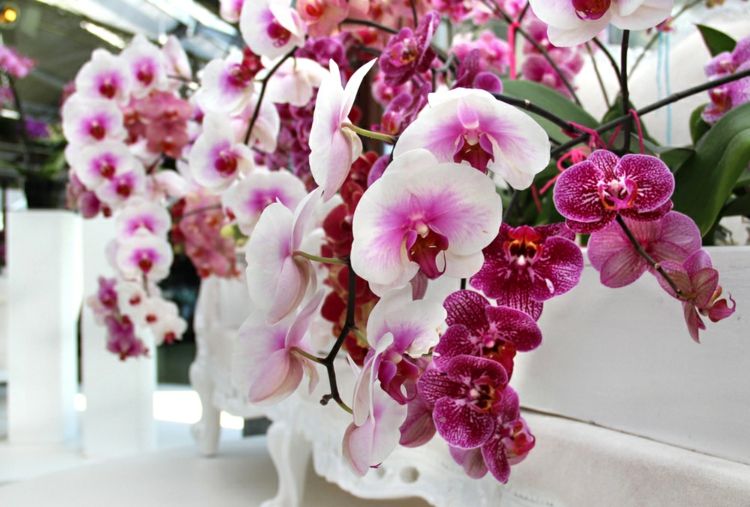 Maintain beautiful orchids