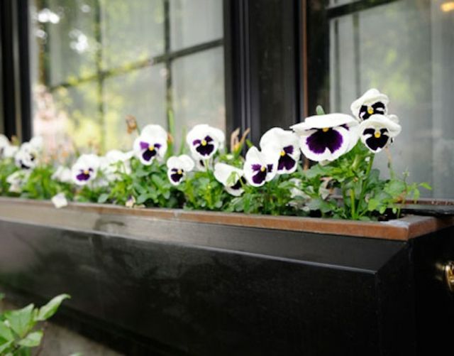 Balkonkasten Pflanzenwachstum Tageslicht Stiefmütterchen