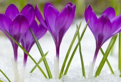 Garten im März – Tipps und Ratschläge für die warme Jahreszeit