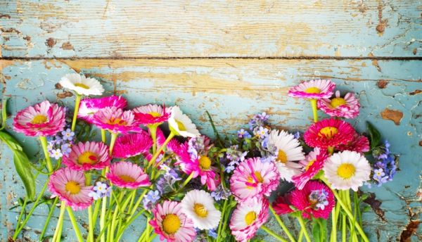 Daisies are closely related to the customs around Easter
