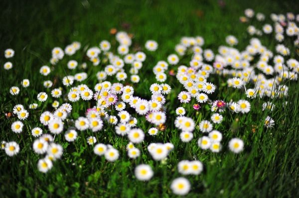 Daisies symbolize purity and childlike innocence