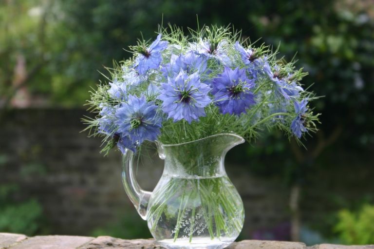 Jungfer im Grünen sehen in der Vase wunderschön aus